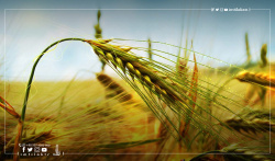 Agricultural investment in Turkey: what are its advantages and conditions?