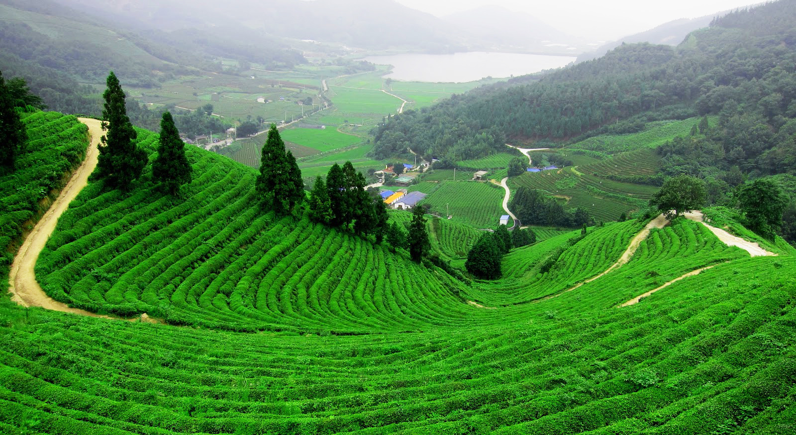 Кобулети Грузия чайные плантации